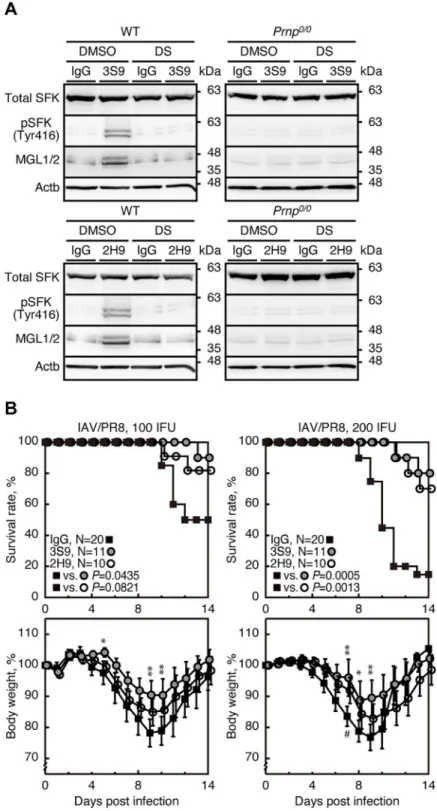 Fig 9. 3S9 and 2H9 anti-PrP mAbs evokes protection against IAV infection through a similar mechanism