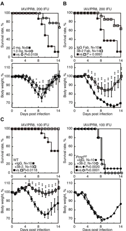 Fig 1. 38–2 mAb provokes protection against lethal infection with IAV/PR8 in mice. (A) The survival rate (%, upper panel) and body weight loss (%, lower panel) of WT mice intraperitoneally administered with either the buffer alone (0 mg/mouse) or 38–2 mAb 
