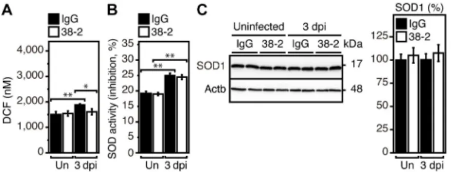 Fig 3. SOD1 is not activated by 38–2 mAb in IAV-infected lungs. DCF levels representing ROS levels (A) and SOD activity (B) in the lungs of IgG- and 38–2 mAb-treated mice uninfected and at 3 dpi with 200 IFU of IAV/PR8 (n = 3 in each group)