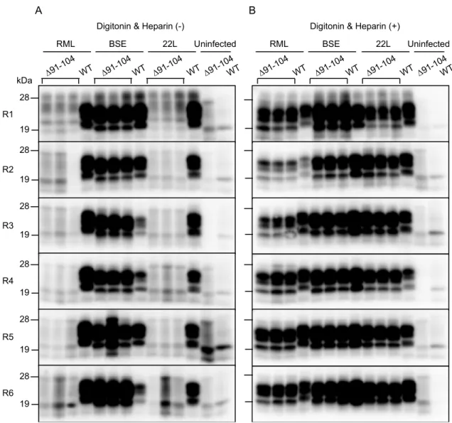 Figure 5. Protein misfolding cyclic amplification (PMCA) of PrP Sc ∆91–104. Baculovirus-derived  recombinant WT PrP and PrP∆91–104 were mixed with brain homogenates from RML-, BSE- and  22L-infected, terminal ill WT mice and subjected to PMCA from round 1 