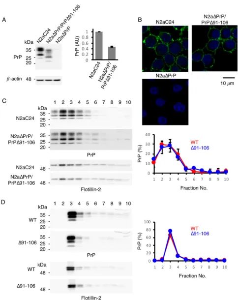 Figure 2. Subcellular localization of PrP∆91–106 at raft micromembrane domains. (A) Left: Western  blotting (15% SDS-PAG) of N2aC24, N2a∆PrP/PrP∆91–106 and N2a∆PrP cells for WT PrP C  and  PrP∆91–106 with IBL-N anti-PrP antibodies (40 μg of total proteins)