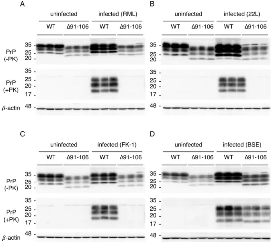 Figure 3. Accumulation of PrP Sc ∆91–106 in the brains of Tg(PrP∆91–106)/Prnp 0/0  mice inoculated with  BSE prions