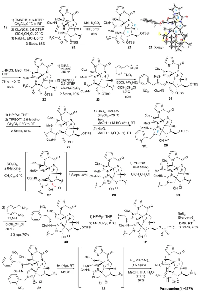Figure 5 | Total synthesis of palau’amine 1. The ABDE tetracyclic ring core 19 was successfully converted into 1 by the sequential operations of a C-ring formation, a F-ring formation, a substitution of chloride at C17 for secondary alcohol, a guanidine fo