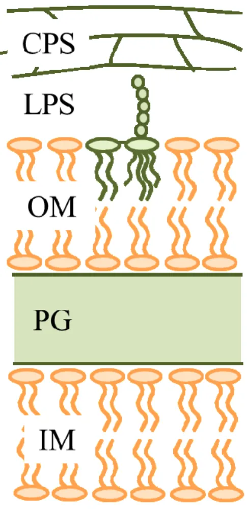 Fig. 1-3  グラム陰性菌の細胞表層構造