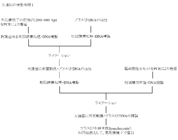 Fig. 2-1  欠損株の構築方法 1 