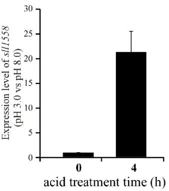 Fig. 3-1 qRT-PCR による酸性ストレス下での sll1558 の転写解析 