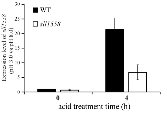 Fig. 3-5 qRT-PCR による野生株および sll1558 株における sll1558 の転写解析 