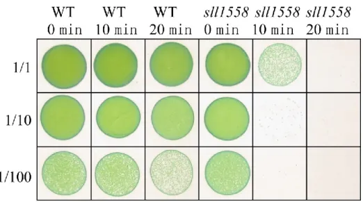Fig. 3-8 野生株および sll1558 株に対する段階的な UV 照射の影響