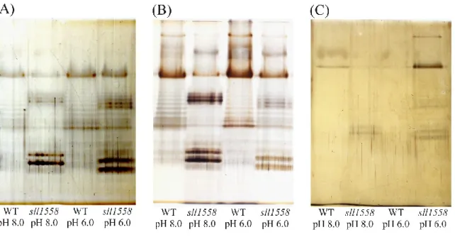Fig. 3-11  野生株および sll1558 株の LPS, CPS, RPS の解析 