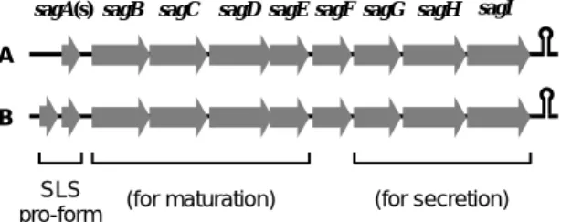 Fig. 3 The genes composing sag operon for the production of  streptolysin S homolog: sagA(s) encode pro-form of  streptolysin S (designate as “SLS pro-form”), sagB to sagE  encodes the proteins required for the functional maturation of  streptolysin S homo