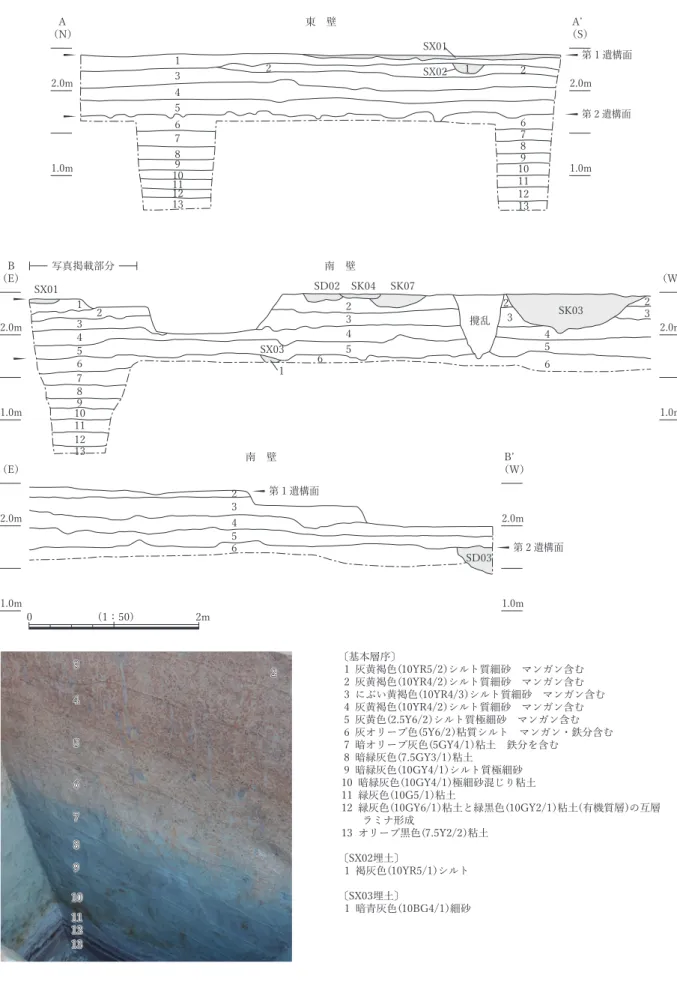 図 3-2　東壁・南壁の土層断面東　壁 SX011SX023456789101112132 1 26789 10111213〔基本層序〕  1  灰黄褐色⎝10YR5/2）シルト質細砂　マンガン含む  2  灰黄褐色（10YR4/2）シルト質細砂　マンガン含む  3  にぶい黄褐色（10YR4/3）シルト質細砂　マンガン含む 4  灰黄褐色（10YR4/2）シルト質細砂　マンガン含む 5  灰黄色（2.5Y6/2）シルト質極細砂　マンガン含む  6  灰オリーブ色（5Y6/2）粘質シルト　マンガン・鉄分含む