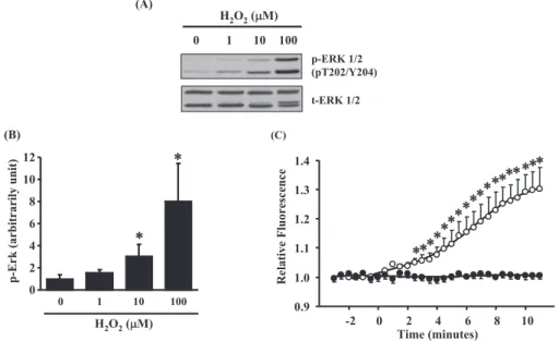 Fig. 1 Measurements of reactive oxygen species (ROS). (A) Representative data of ROS - induced phosphorylated extracellular regulated kinase (ERK) by extracellular administration with H 2 O 2 in A10 cells