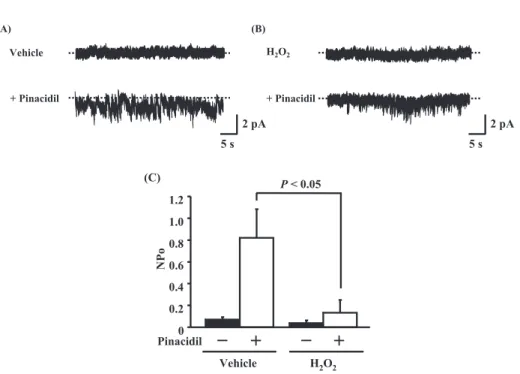 Fig. 3 Effect of H 2 O 2 for insulin - induced K ATP channel activities in A10 cells. Single channel - currents were measured by the cell - -attached patch- clamp analysis as Fig