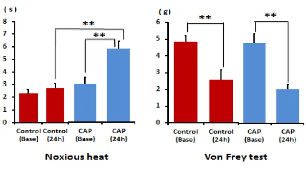 Fig. 1. Behavioral responses to noxious heat and mechanical stimuli in P2 mice at 24 h after carrageenan injection.