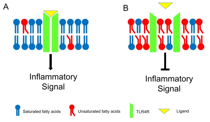 Fig. 3. The presumed mechanism of the anti-inflammatory effect of n-3 PUFAs. A: Unsaturated fatty acids-poor  membrane B: Unsaturated fatty acids-rich membrane