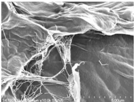 Fig. 6.  Scanning electron micrograph of corn husk  pulp blended for 30 seconds. 