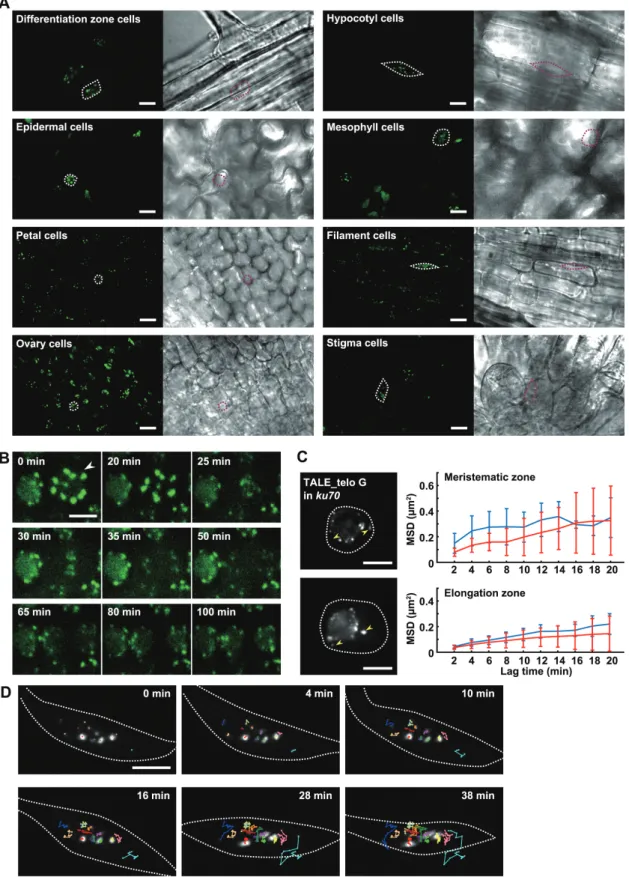 Fig. 3.  Live cell imaging of TALE-FPs in living tissues of A. thaliana. (A) Fluorescent images of TALE_180-GFP in nuclei of epidermal cells in the  differentiation zone of a root, epidermal cells of a hypocotyl, epidermal cells on the abaxial side of a co