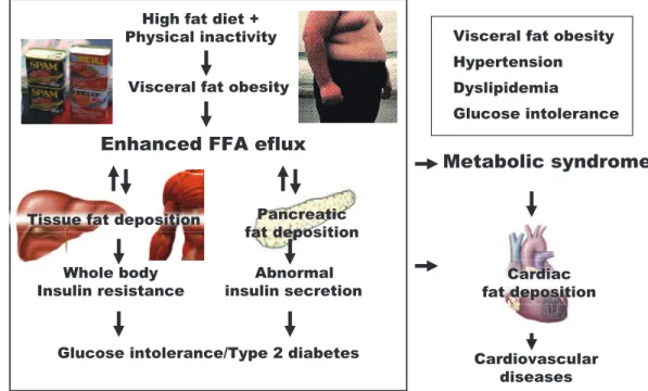 Fig. 1. Ectopic fat deposition rather the whole - body fat distribution causes insulin resistance and vascular failure.