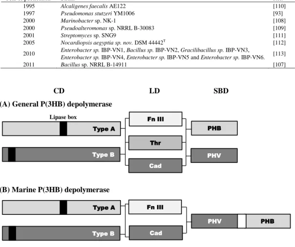 Table 2.  P(3HB)-degrading bacteria from the marine environment. 