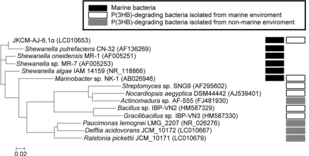 Figure 8.  Phylogenetic  tree  of  the  P(3HB)-degrading  isolates  and  related  bacteria  based  on  16S  rDNA  sequence  comparisons