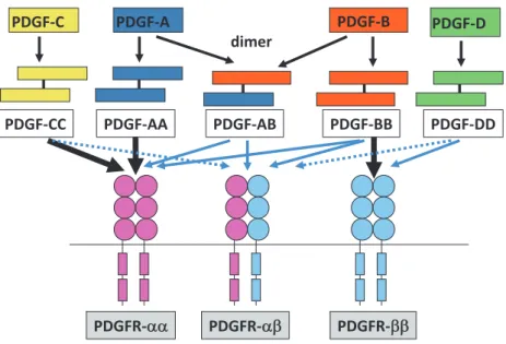Figure 2 PDGF - PDGFR system