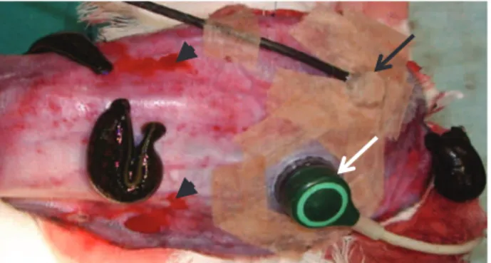 Fig. 1 Rabbit ear flap model. a The island flap is connected only by the posterior auricular artery and vein