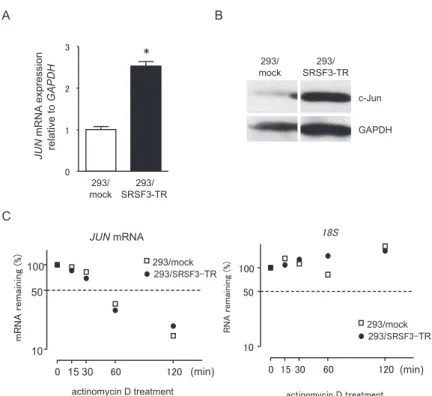 Figure 3. Up - regulation of c- Jun expression in 293/SRSF3 - TR cells.