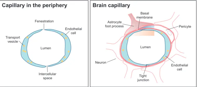 Figure 1. Schematic comparison of a brain capillary with a capillary in the periphery