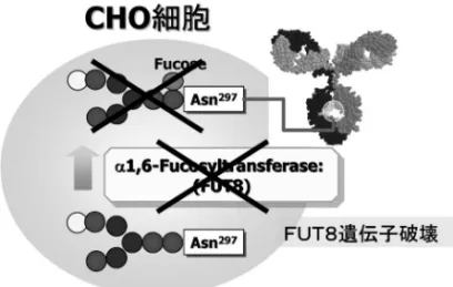 Fig. 4. Production of 0％ Fucose Antibody by a1,6-Fu- a1,6-Fu-cosyltransferase (FUT8) Knock Out CHO Cells