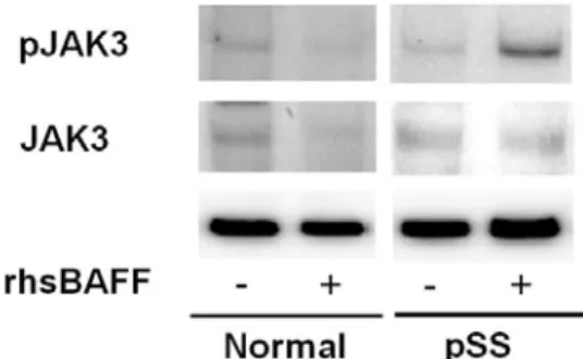 図 2：患者末梢単球での JAK3 のリン酸化亢進  さらに SS 患者末梢単球において IKKα、IKKβ のリン酸化が亢進されていることも明らか となった。  一方、SS 患者末梢単球における BR3 発現率と 単球からの BAFF 誘導型 IL-6 産生量には強い 相関があり、また患者血中 IgG 量とも正の相 関があることが明らかとなった。これらの結 果より、SS 患者末梢単球において BR3 の発現 が亢進し、それに BAFF が結合することによ り JAK3、IKKα、β が活性化され IL-6