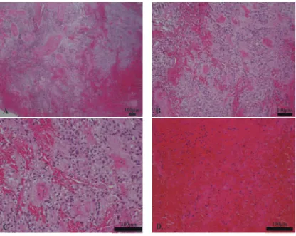 Fig. 3. Pathological analysis
