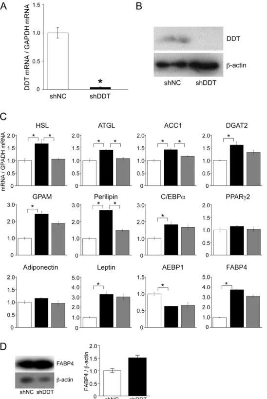 Figure 3. Effects of DDT knockdown on the expression of genes related to lipid metabolism