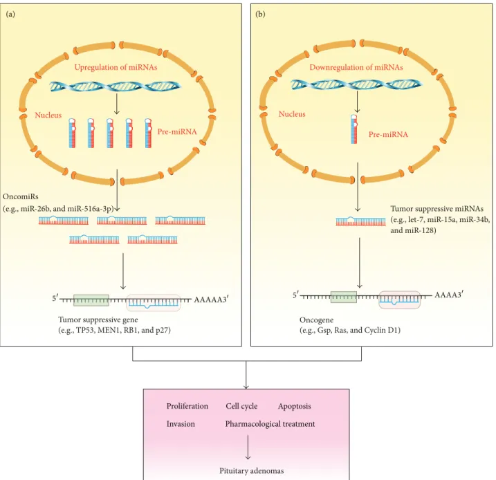 Figure 1: Functions of miRNAs as oncogenic and tumor suppressive genes in pituitary adenomas