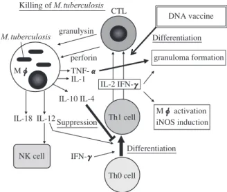 Fig. 2　Induction of CTL and granulysin