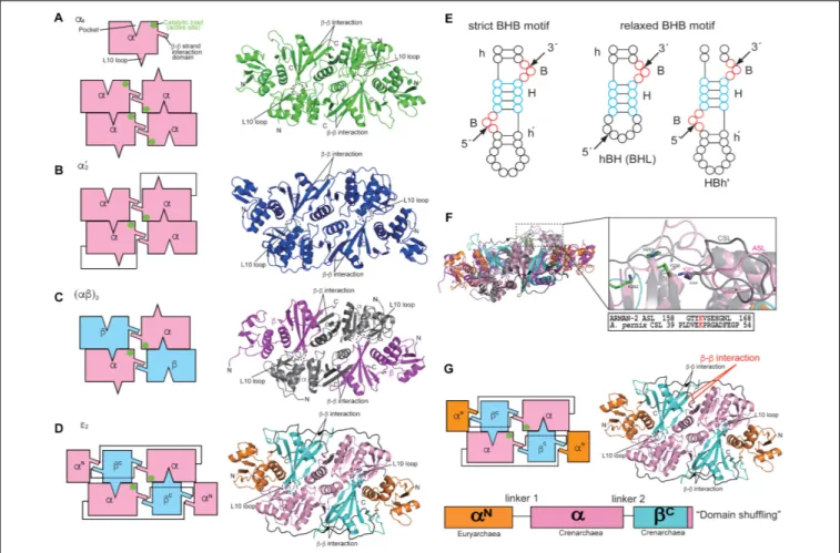 FIGURE 1 | Structures and characteristics of four types of archaeal RNA-splicing endonucleases (EndAs): (A) α 4 type Methanocaldococcus jannaschii EndA; (B) α 0 2