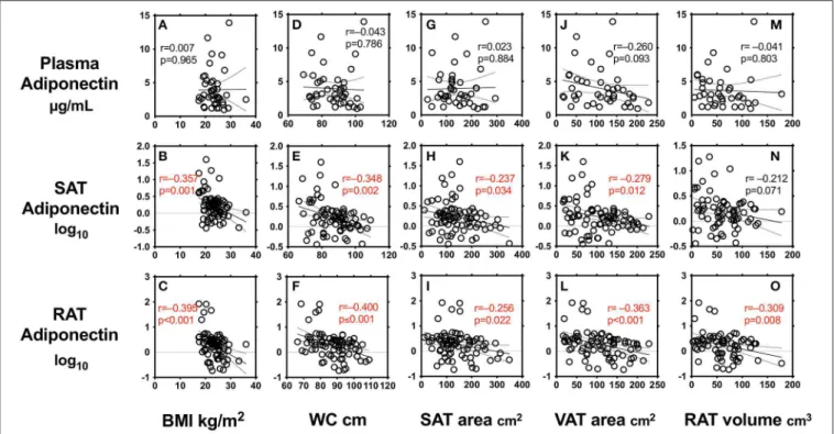 FIGURE 1 | Correlations between body mass index (BMI) (A–C), waist circumference (WC) (D–F), subcutaneous adipose tissue (SAT) area (G–I), visceral adipose tissue (VAT) area (J–L), peri-renal adipose tissue (RAT) volume (M–O), and plasma adiponectin levels
