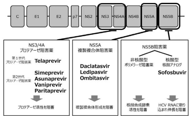 図 1  DAA の分類と作用機序 