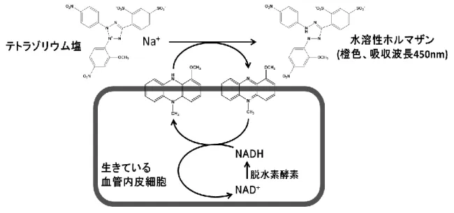 図 3. 細胞毒性試験の概要 