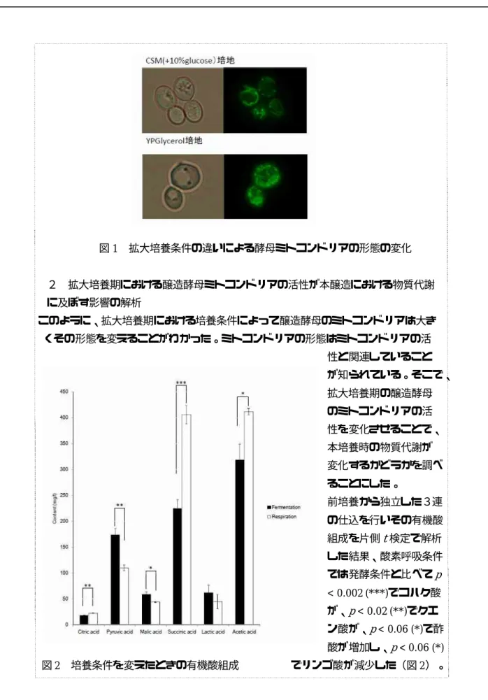 図 1 拡大培養条件の違いによる酵母ミトコンドリアの形態の変化 ２ 拡大培養期における醸造酵母ミトコンドリアの活性が本醸造における物質代謝 に及ぼす影響の解析 このように、拡大培養期における培養条件によって醸造酵母のミトコンドリアは大き くその形態を変えることがわかった。ミトコンドリアの形態はミトコンドリアの活 性と関連していること が知られている。そこで、 拡大培養期の醸造酵母 のミトコンドリアの活 性を変化させることで、 本培養時の物質代謝が 変化するかどうかを調べ ることにした。 前培養から独立した３