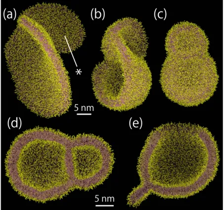 Figure 4.  Relationship between R io , the ratio of the number of lipids between the inner and the outer  membrane leaflets of the unilamellar vesicles, and R g , the radius of the gyration tensor