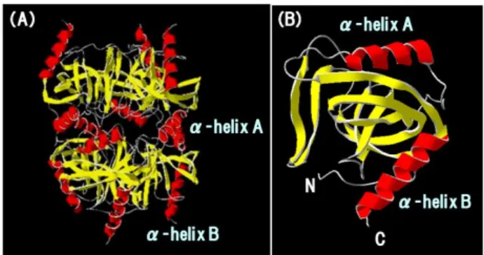 Fig. 1    Three-dimensional structure of Tth PPase  The  three-dimensional  structure  of  hexameric  (A)  and  monomeric  (B)  Tth  PPase