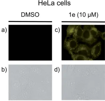 Fig. 4 The observation of 1e in HeLa cells. Living cells were cultured in 0.02% DMSO as a control (a and b) or with 10 m M 1e in 0.02% DMSO (c and d)