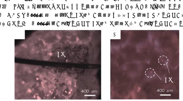 Fig. 4 � Prop. 1 �燃焼表面�可視化��を��� Fig. 4- ���� 0.1 MPa ��� AP 粒子