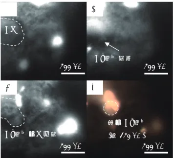 Fig. 4 � Prop. 1 �燃焼表面�可視化��を��� Fig. 4- ���� 0.1 MPa ��� AP 粒子