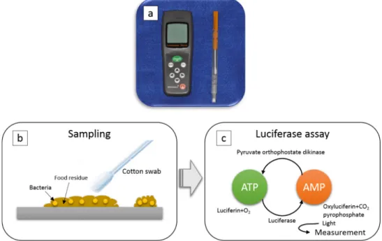 Figure 1. ATP + AMP swab test: (a) The portable analysis device Lumitester, (b) The test area was  wiped using a special cotton swab, (c) The degree of ATP + AMP contamination was detected by  wiping the test object and based on the “firefly principle”, in