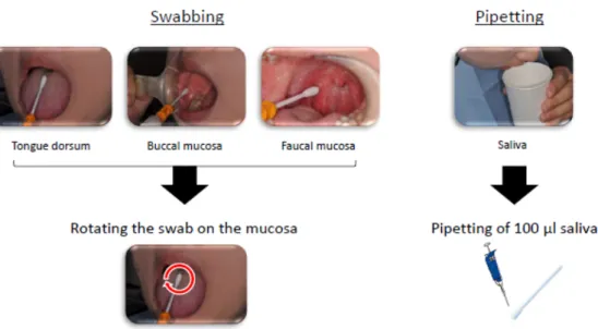 Figure 3. Sampling of oral bacteria in three regions and saliva. 