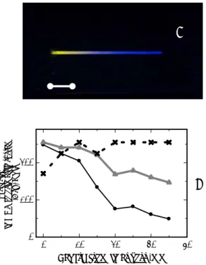 Fig. 3 Image of the coloration of the  microcolumn (A) and relationship  between intensity of color index in  RGB colorimetric system and length  from the inlet port of the  microcolumn (B)