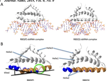 Figure 4. Difference in local structures of the RBD-dsRNA complexes. 