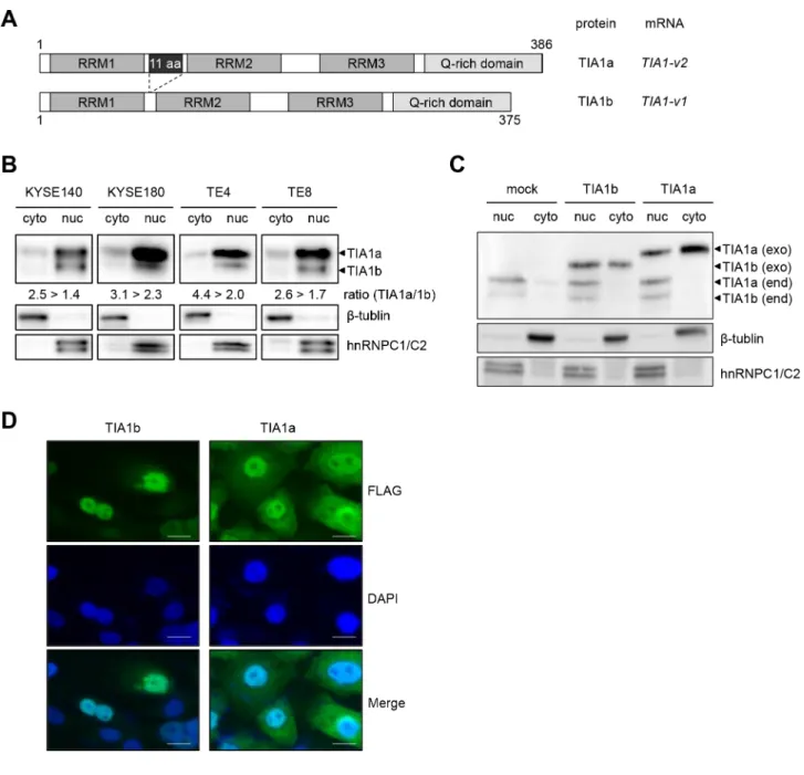 Figure 2: Subcellular distribution of the TIA1 isoforms.  (A) Schematic structures of the TIA1a and TIA1b protein isoforms with  and without 11 amino acids, translated from the TIA1-v2 and TIA1-v1 transcripts, respectively