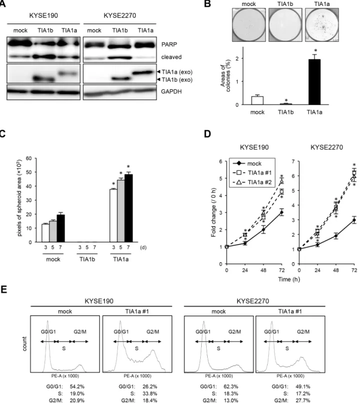 Figure 4: TIA1a promotes cell proliferation in ESCC cells.  (A) KYSE190 and KYSE2270 cells were transiently infected with a  mock, TIA1a-, or 1b-expressing retroviruses, and the levels of PARP and exogenous TIA1 (exo) isoforms were measured by western blot